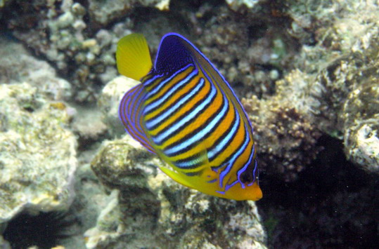 Royal angelfish