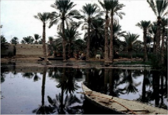 Al Mashhoof, Shat El-Arab, Basra